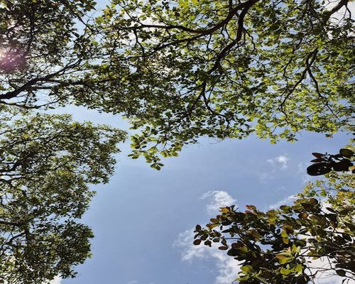 Chioma della foresta verde che guarda verso il cielo